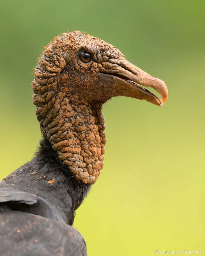 #birdwatching: Wonderful Bird Photography by Alessandro Tramonti