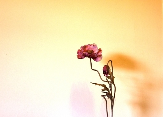 stock.xchng - Flor (stock photo by francog) [id: 161911]