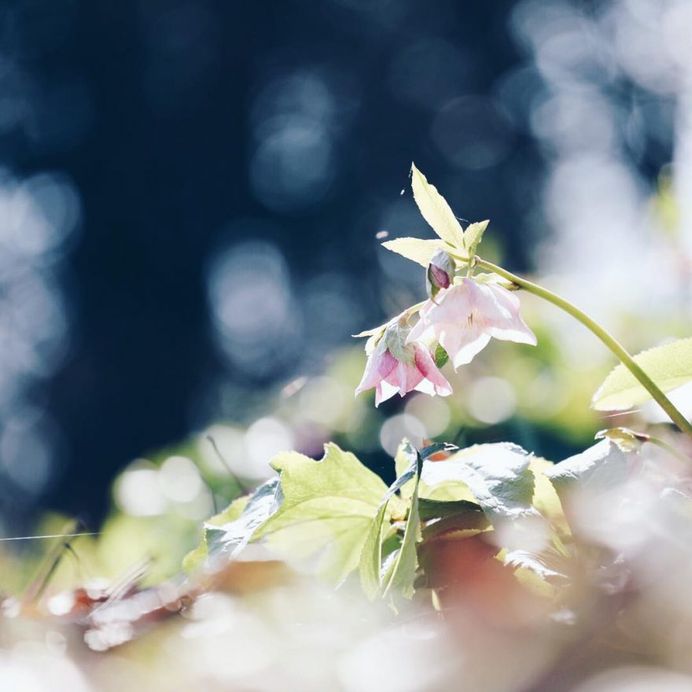 Beautiful Japanese Flowers Photos by Kaori Tanimoto