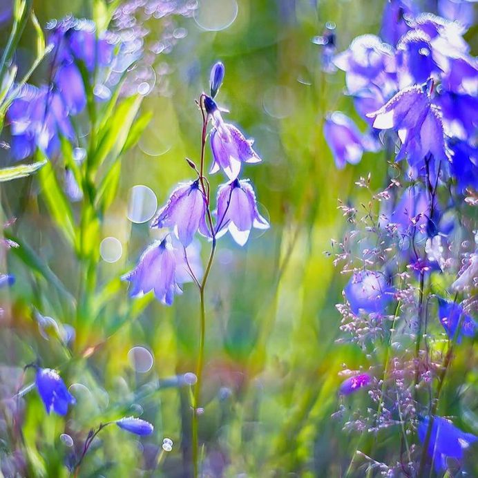 Amazing Bellflowers with dew drops by Elena Solovieva