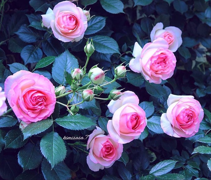Beautiful Pictures of Roses by Kimi Sasa