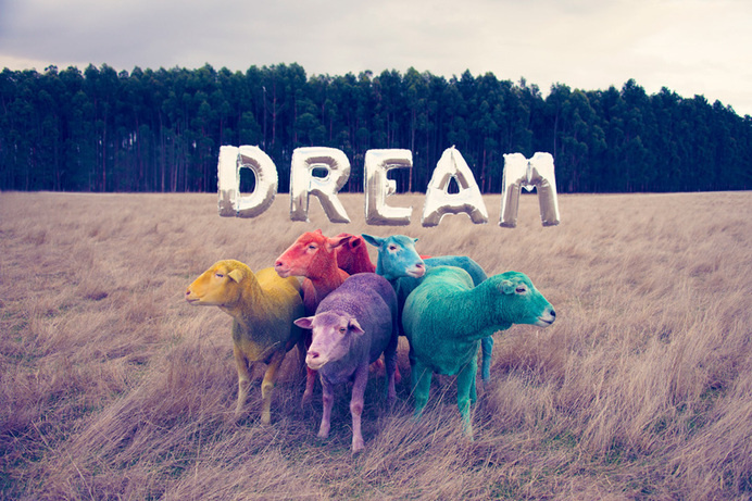 gray malin the dream series rainbow sheep #sheep