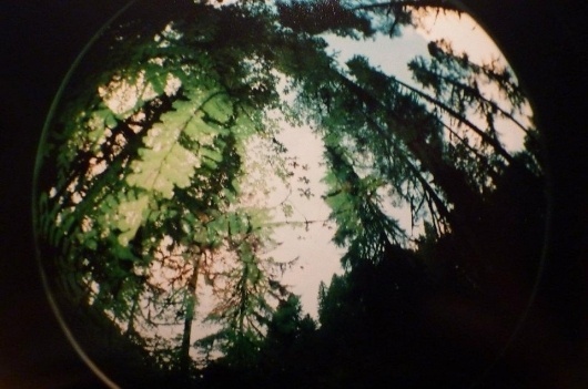 Fisheye02 - ART IS WAR - by Stephen Dorman #tree #sky #photo #picture #fisheye #war #dorman #is #photography #art #stephen #forest #trees #green