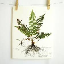 Image result for plant prints