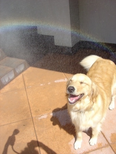 Tumblr #photograph #dog