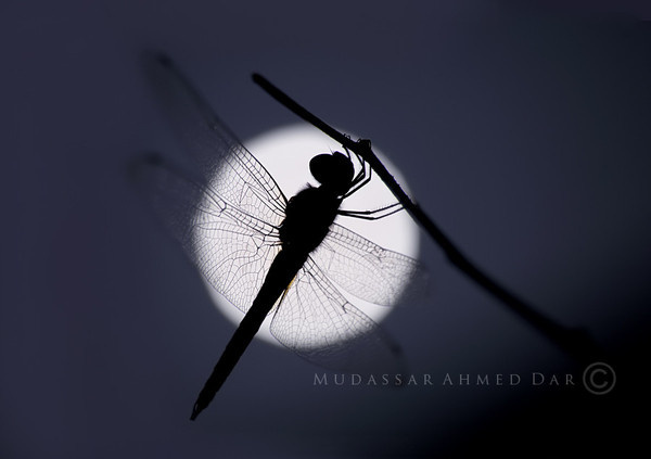 Night Stranger #night #stranger