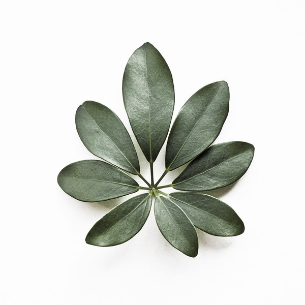 Image of Eight Schefflera Arboricola #arboricola #schefflera #plant