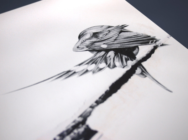 Motion Collector's Edition Box Set by Von - Animal Series #design #graphic #book #birds #paintings