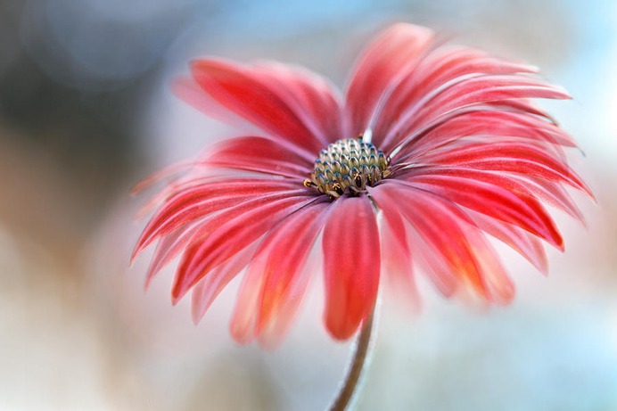 daisy painting & daisy paint by number #painting
