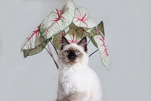 https://www.instagram.com/thesill/