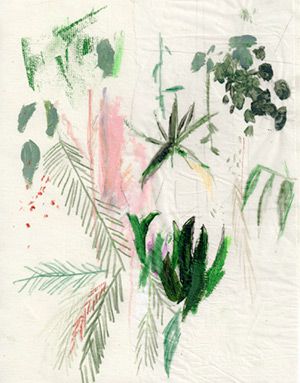 Alicia Galer's botanical illustration