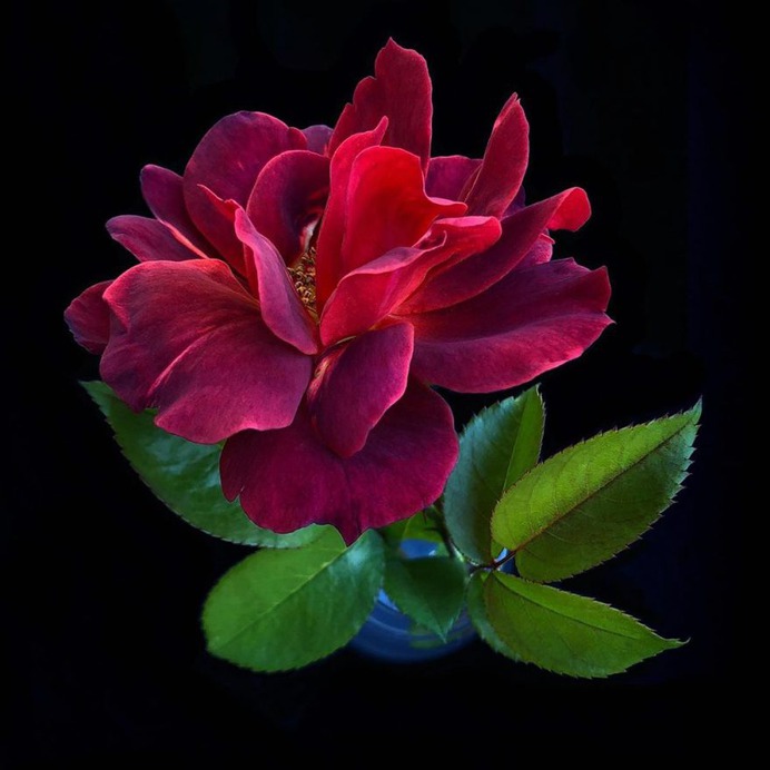 Fascinated iPhone Photos of Flowers by Barbara Nebel