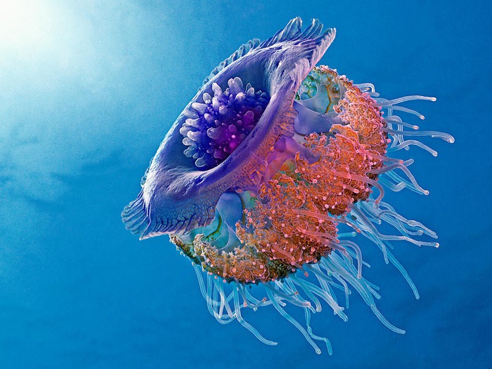 easy jellyfish painting & jellyfish paint by numbers