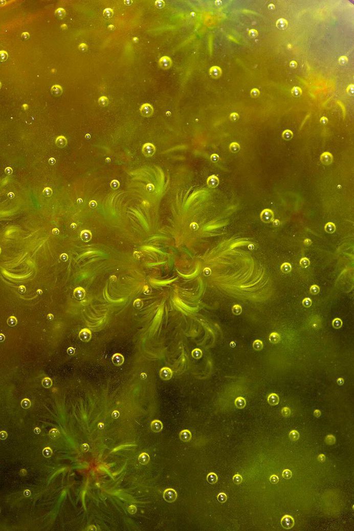 Frozen Sphagnum by Tina Claffey