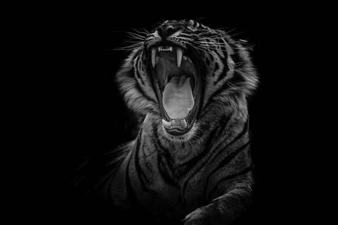 Bob Worthington tiger