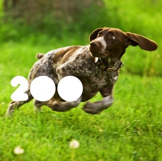 ZIQ200.jpg (JPEG Image, 382x382 pixels) #album #photography #dog