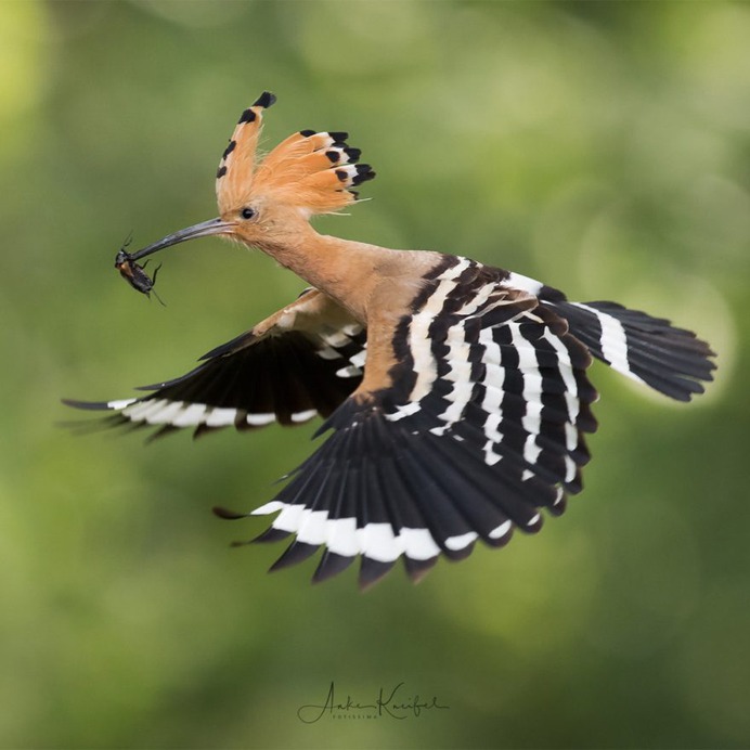Birds of Germany: Wonderful Bird Photography by Anke Kneifel