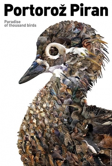 Paradise of thousand birds on the Behance Network #design #graphic #cover #birds #magazine