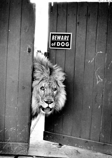 tumblr_lmgjy5CzoD1qj0qlso1_500.jpg 500×700 píxeles #photo #communication #message