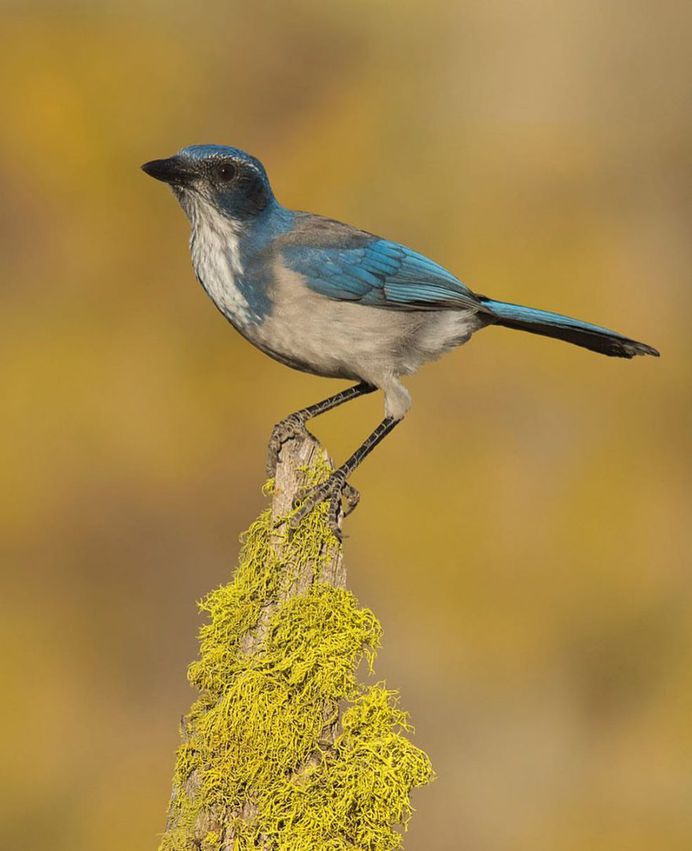 #eye_spy_birds: Stunning Birds Photography by Mike Ashbee