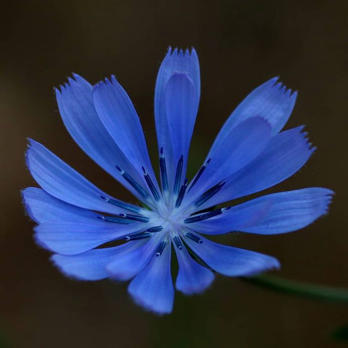 Cichorium Flower Picture