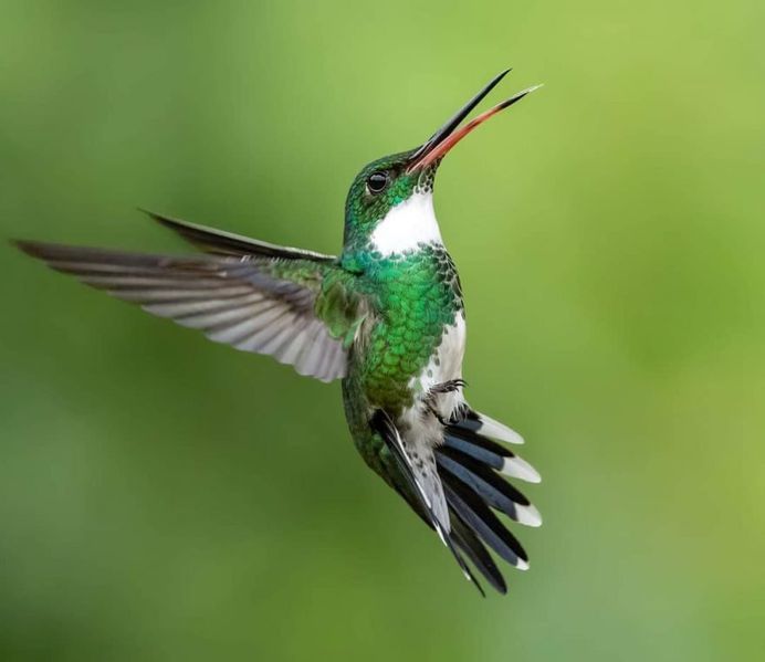 #instabird: Brilliant Bird Photography by Kacau Oliveira