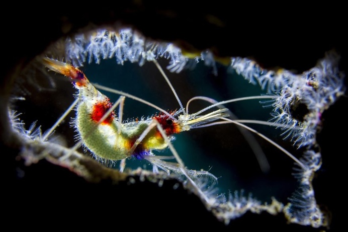 The Stunning Winners Of The 2017 Underwater Photographer Of The Year