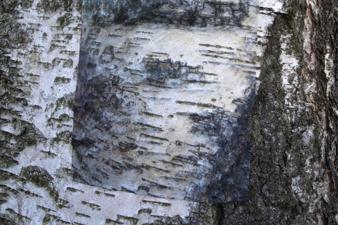 image on wood, birch, birches, birch bark, representation