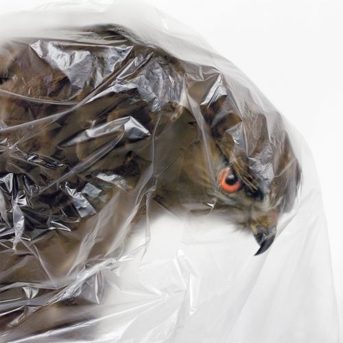 Gebeutelt - Ausgestopfte Tiere in Quarantäne - Silvio Maraini, 2008 #wrapped #of #protected #stuffed #bird #eagle #photography #cling #film #plastic #prey