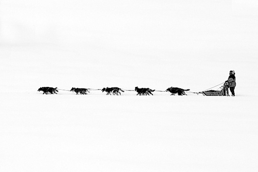 Black & White Snow Wonderland 2 | Abduzeedo | Graphic Design Inspiration and Photoshop Tutorials #snow #dog