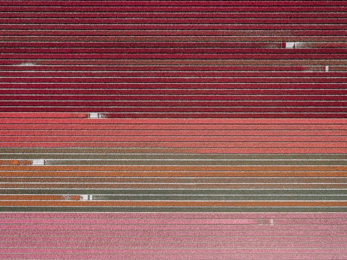 The Tulip Series: The Netherlands From Above by Tom Hegen