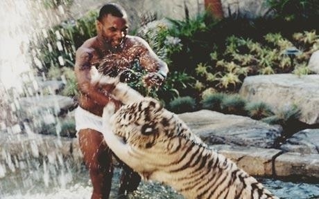On Display #tyson #tiger