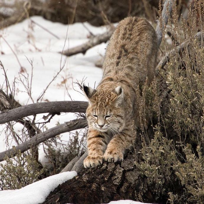 Unforgettable Portraits of Wild Animals by Melissa Groo