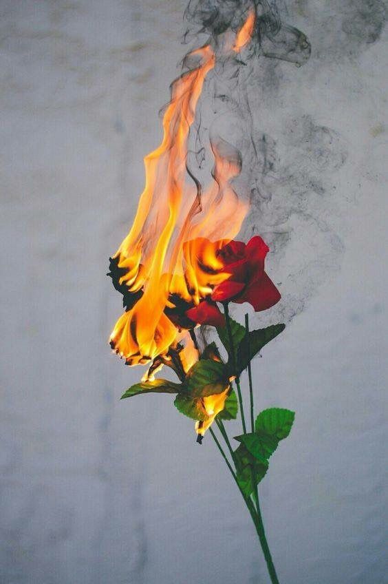 I’ll burn The flowers you gave me..