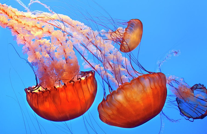 easy jellyfish painting & jellyfish paint by numbers