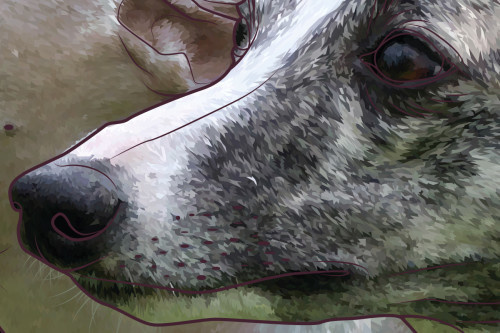 Greyhound dog