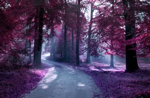 Photography by Elise Enchanted #photography
