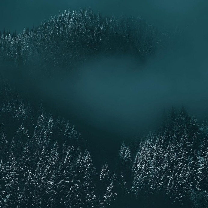 Breathtaking Moody and Mysterious Forest Photography by Dylan Furst