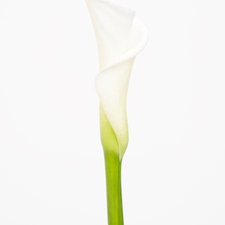 MA08 #flower #photography