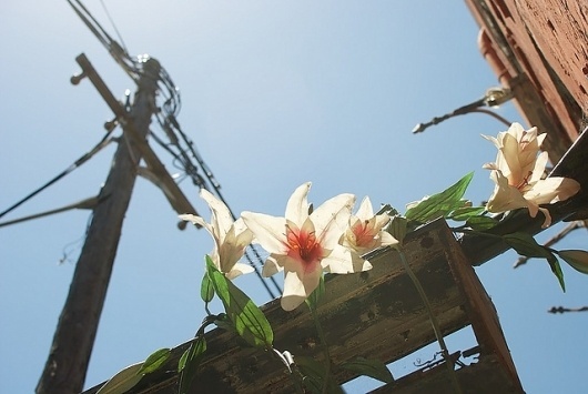 Flowers in the Sun | Flickr - Photo Sharing! #photography #flowers