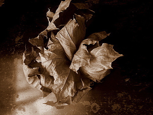 it's beautiful, right? #dark #flowers