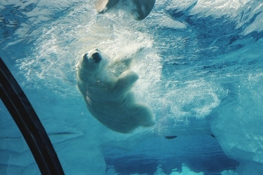 Scissors #bear #polar #dive