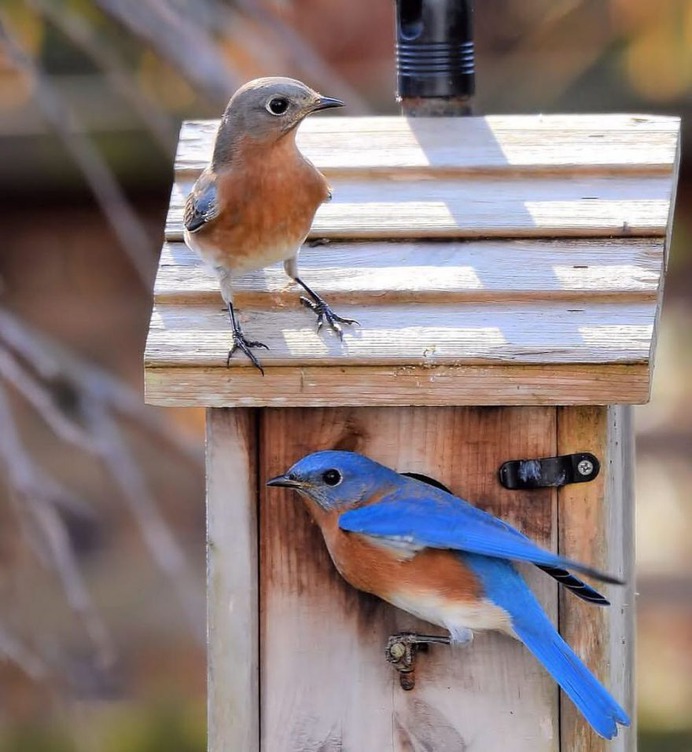 #nuts_about_birds: Beautiful Birds Photography by Shelia Rudesill