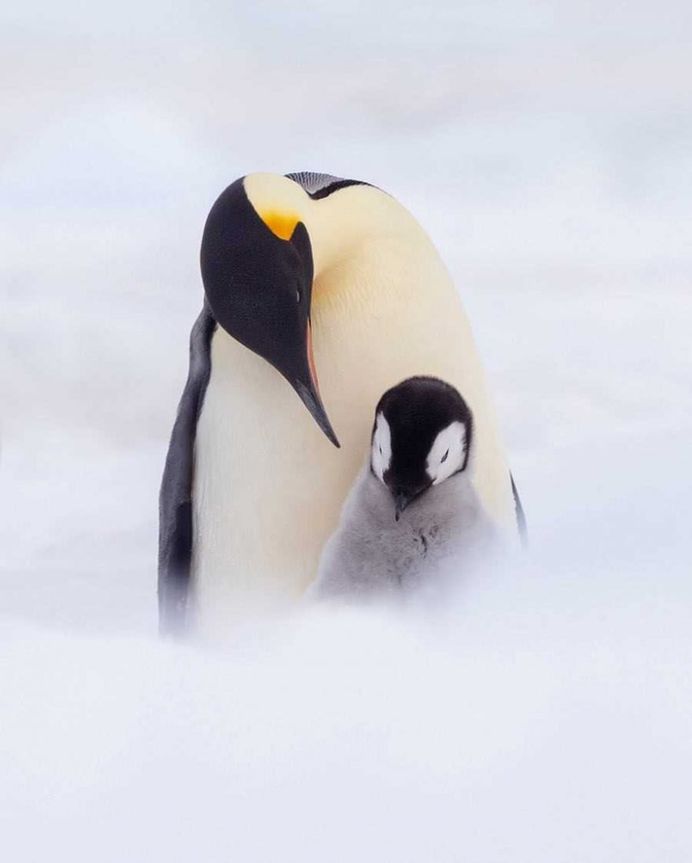 Franka Slothouber Captures The Emperor Penguin Colony in Antarctica