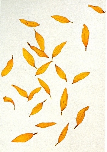 My mycelial network is nearly immortal, only the sudden toxification... - but does it float #vries #herman #de #leaves