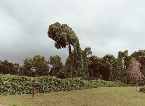 Growth. - Russian Carpet: Daily inspiration, trends, mood board. Architecture, art, design, fashion, photography. #inspiration #growth #board #russian #photography #carpet #mood #garden #trees