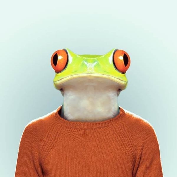 Zoo Portraits Wall to Watch #tree #jacket #photo #zoo #toad #photography #portrait #manipulation #animal #frog