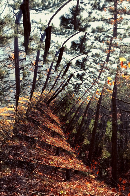 Susanne Uhlmann #design #graphic #germany #photography #forest #psychedelic