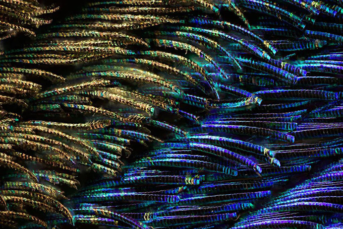 peacock feather detail photography macro beautiful colors design inspiration www.mindsparklemag.com