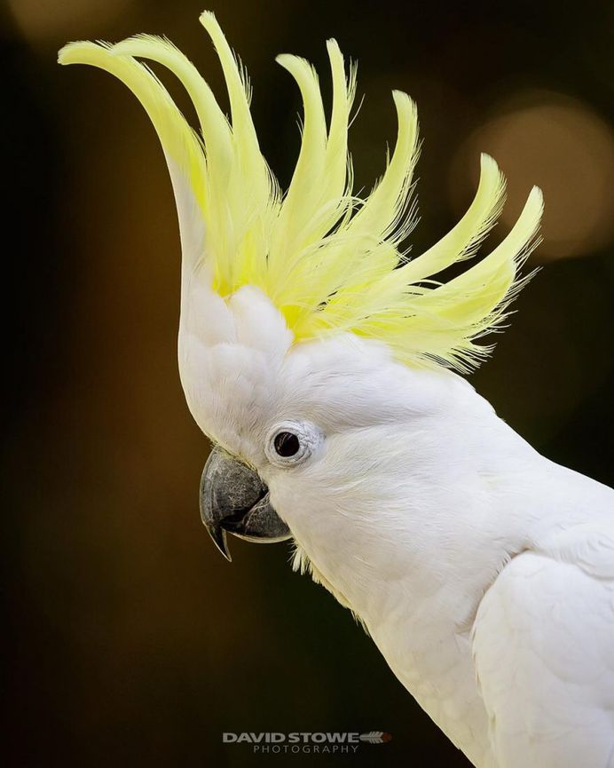 Breathtaking Wildlife Bird Photography by David Stowe